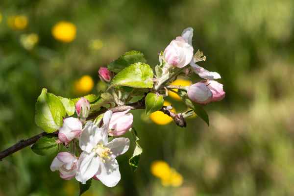 Apfelblüten