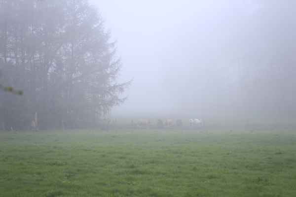 morgens in den wiesen 7