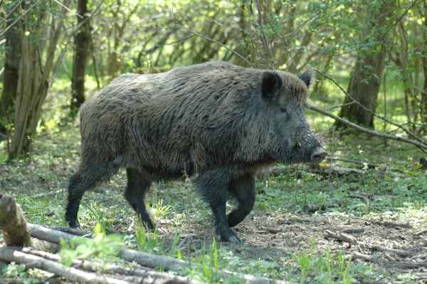 Wildschwein