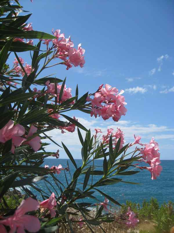 Natürlicher Standort der Oleander