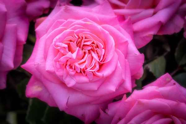 Rosa Pracht