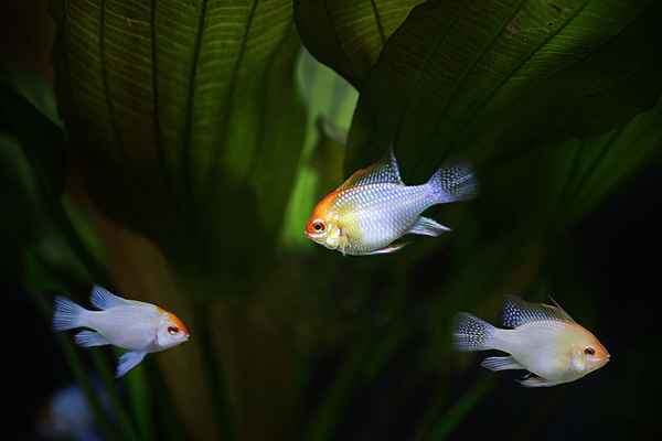 Schmetterlingsbuntbarsch gold