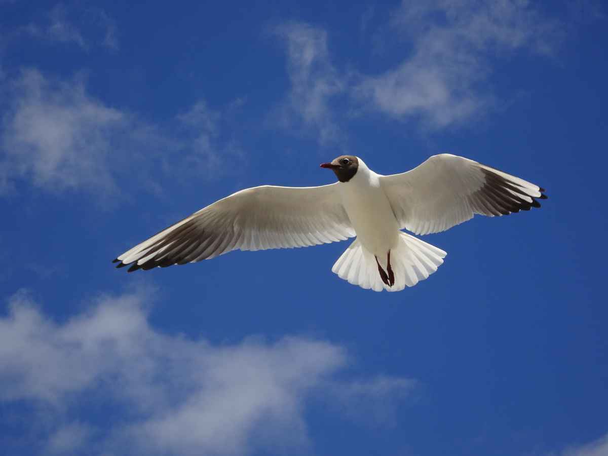 ...wer möchte mitfliegen....