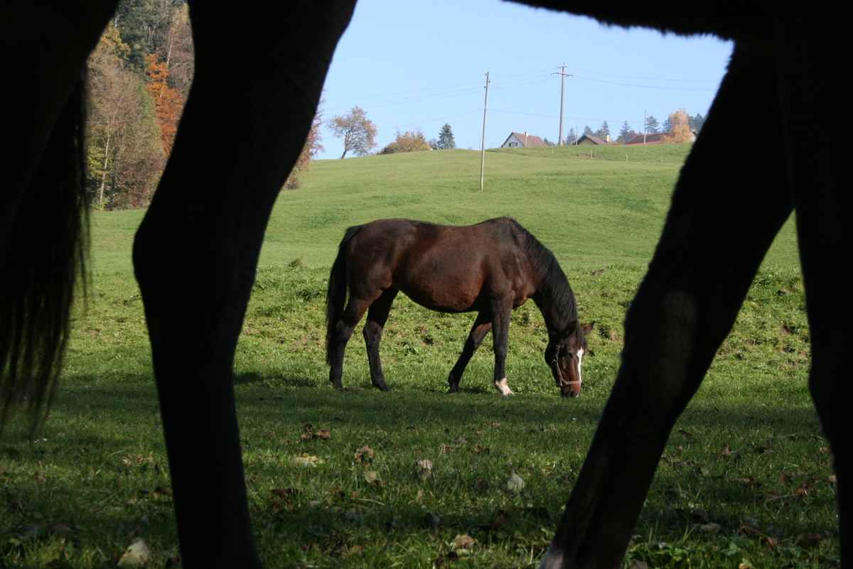 Herbstwanderung an der Sitter