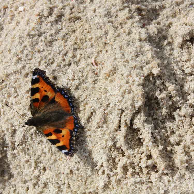 Schmetterling im Urlaub