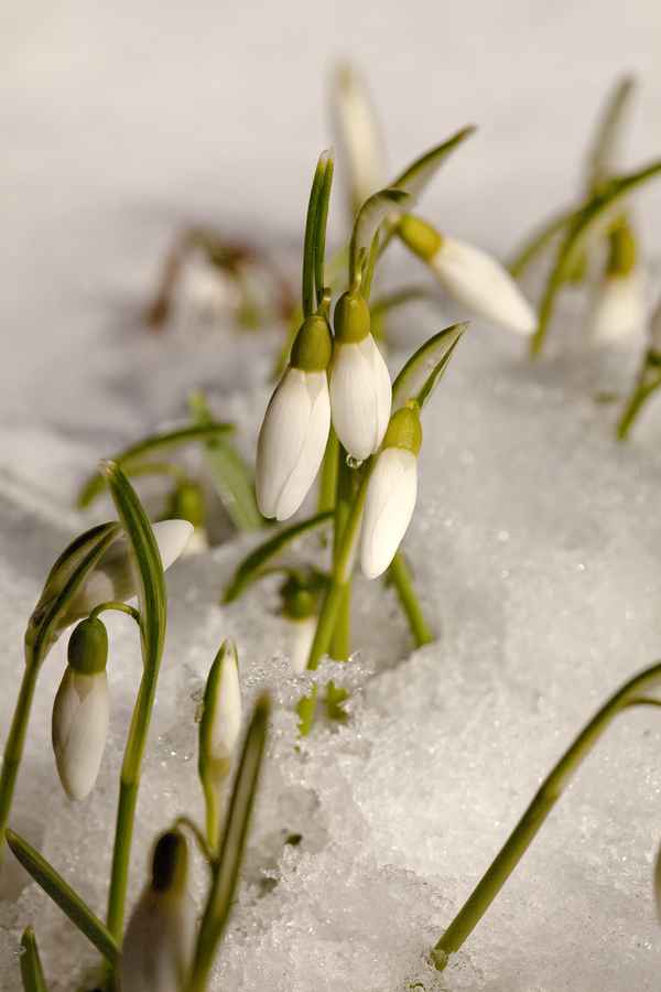 Der letzte Schnee