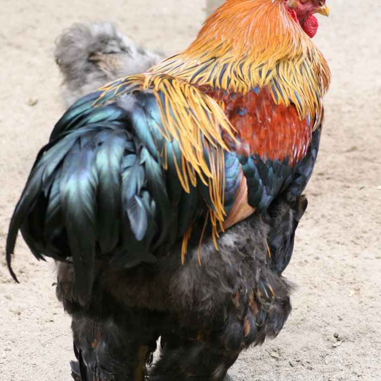neulich im Zoo 3 4