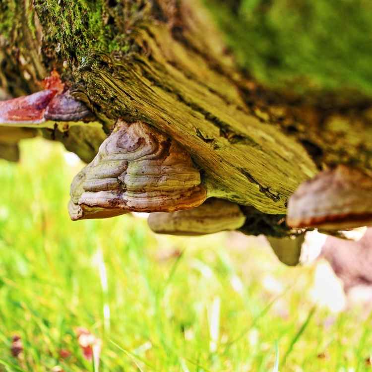 Pilze am Baum - Baumpilze