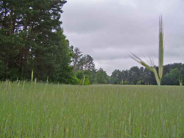 Brandenburger Landschaften - Getreidefeld