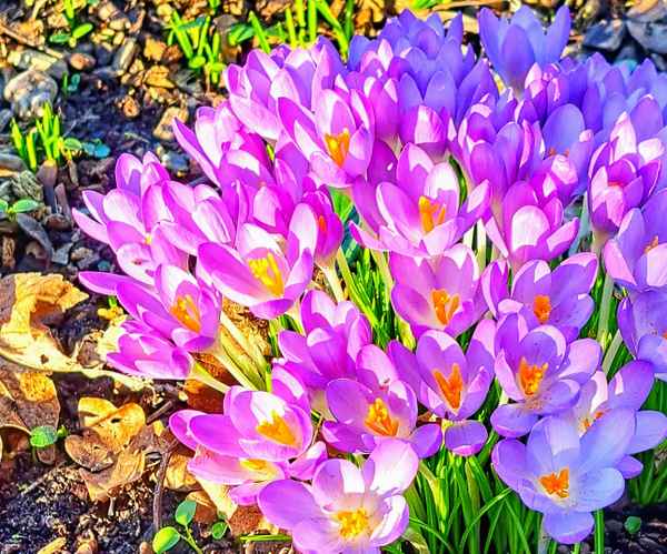 Krokus