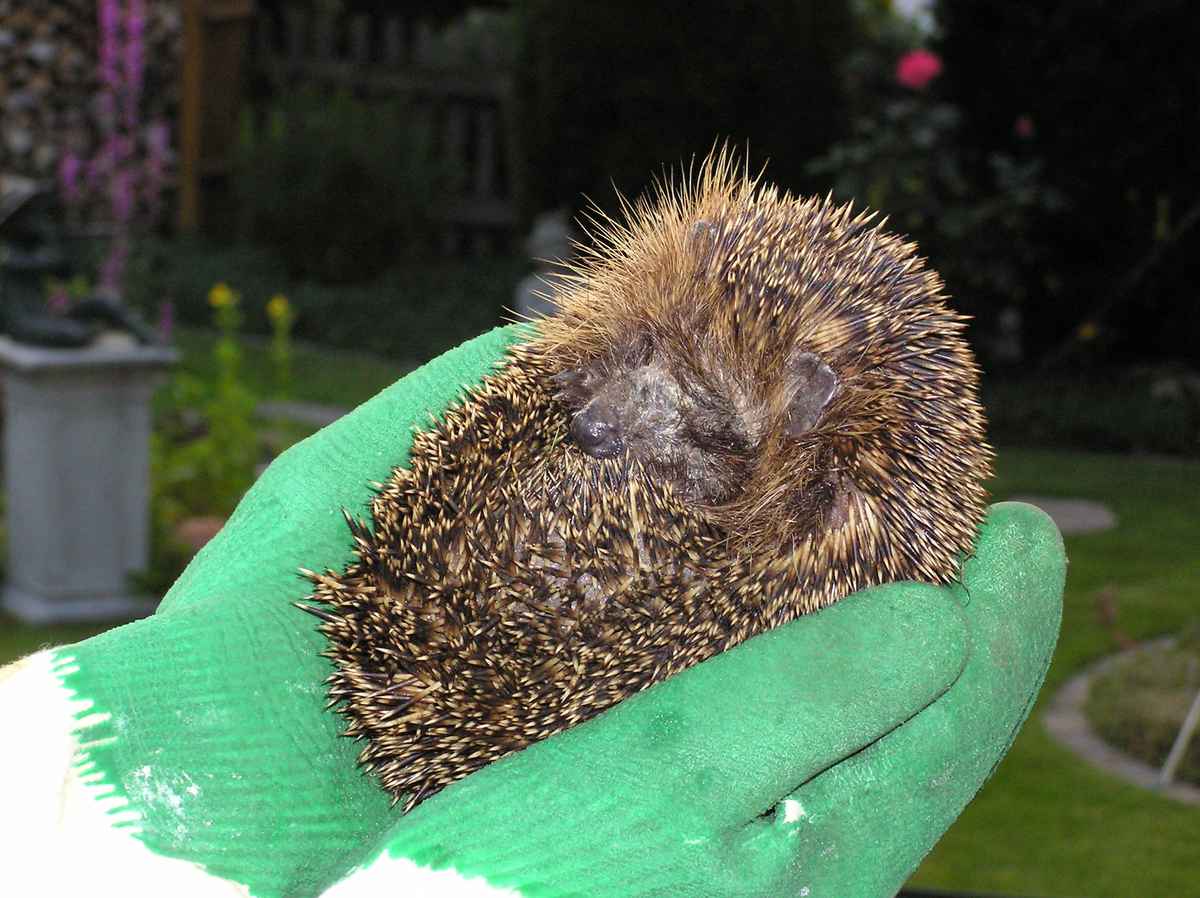 Igel in der Hand