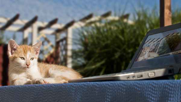 Kitten chat