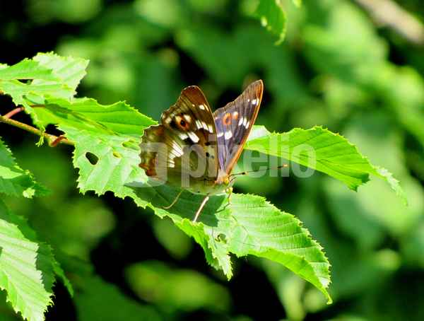 Schmetterling