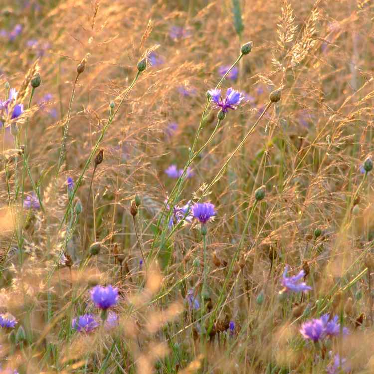 In der Kornblumenwiese