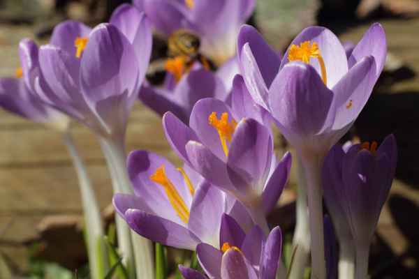 Krokusse in der Mittagssonne