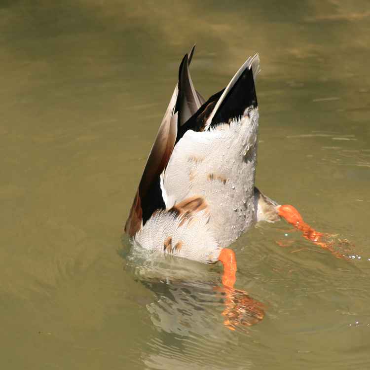 Einfach mal abtauchen