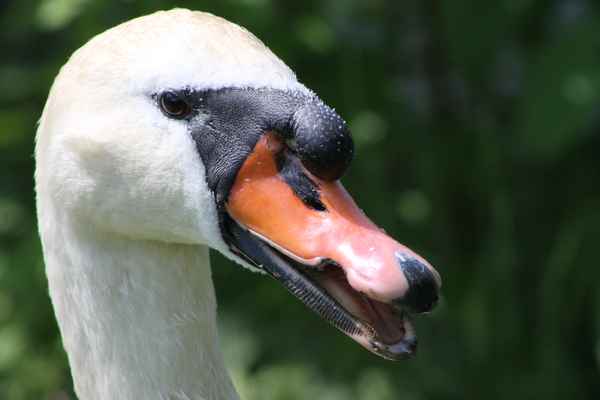 Schwanenmama im Portrait
