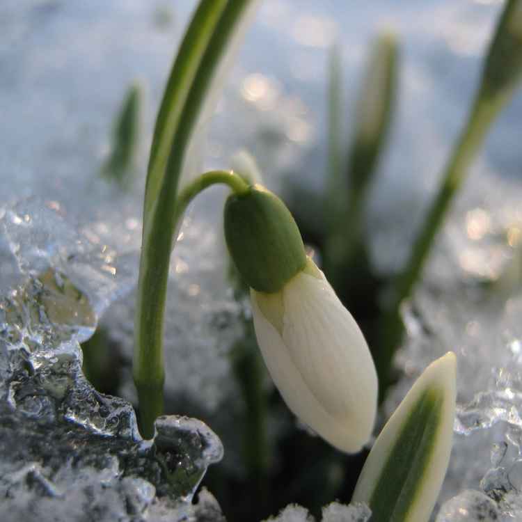 Schneeglöckchen im Eis