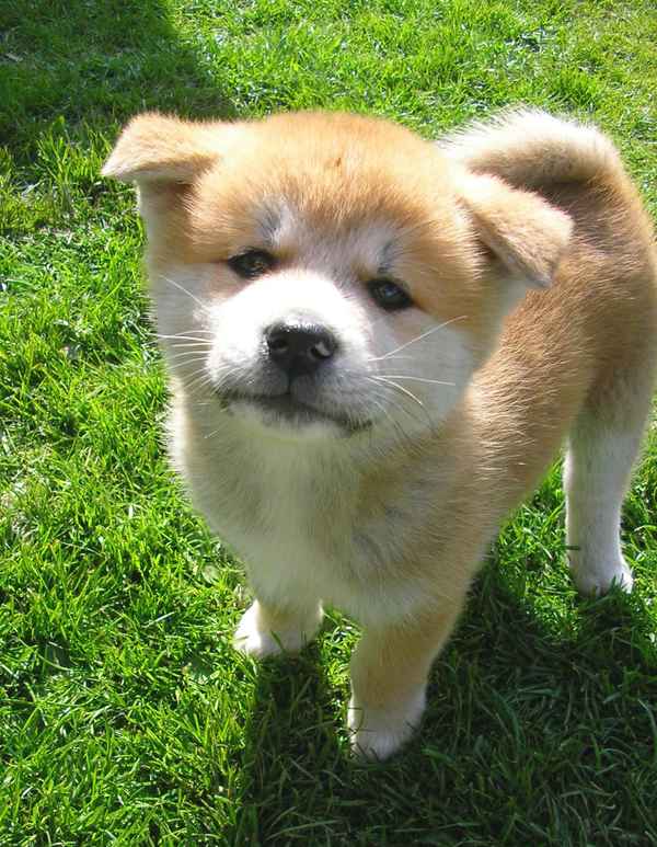 WER BIST DENN DU ??????     ICH BIN DIE KLEINE GEISHA!