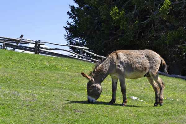 Ein Esel frisst Gras