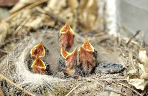 chor des motacilla alba ( bachstelzen )
