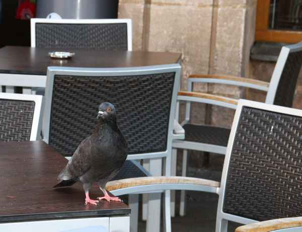 Wo sonst Spatzen picken...03