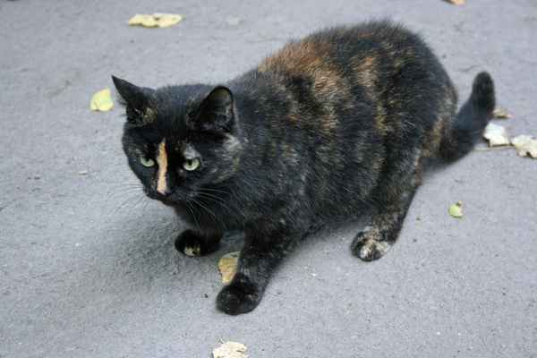 Miau