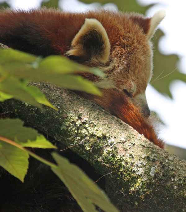 Kleiner "schlafender" Panda