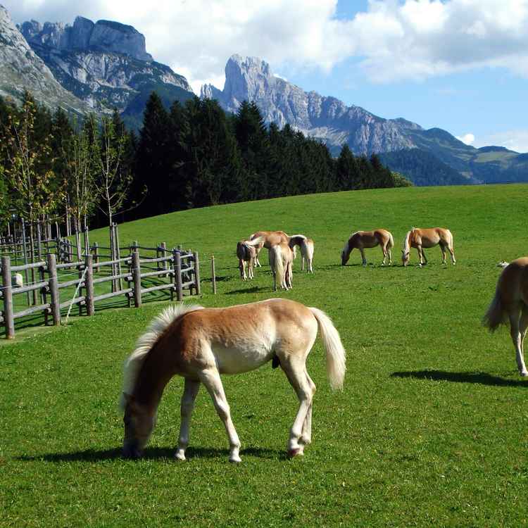 Auf der Weide