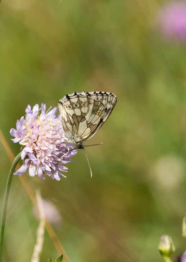 Schachbrettfalter