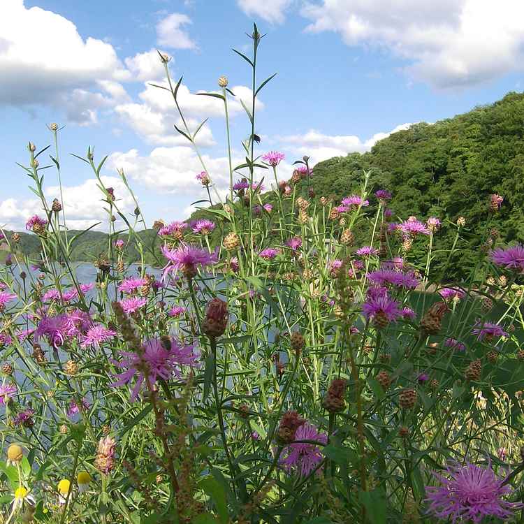 Wiesenflockenblume