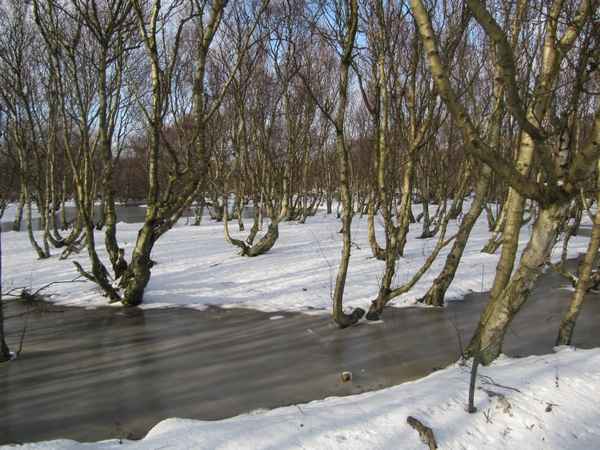 Vogelkoje Amrum