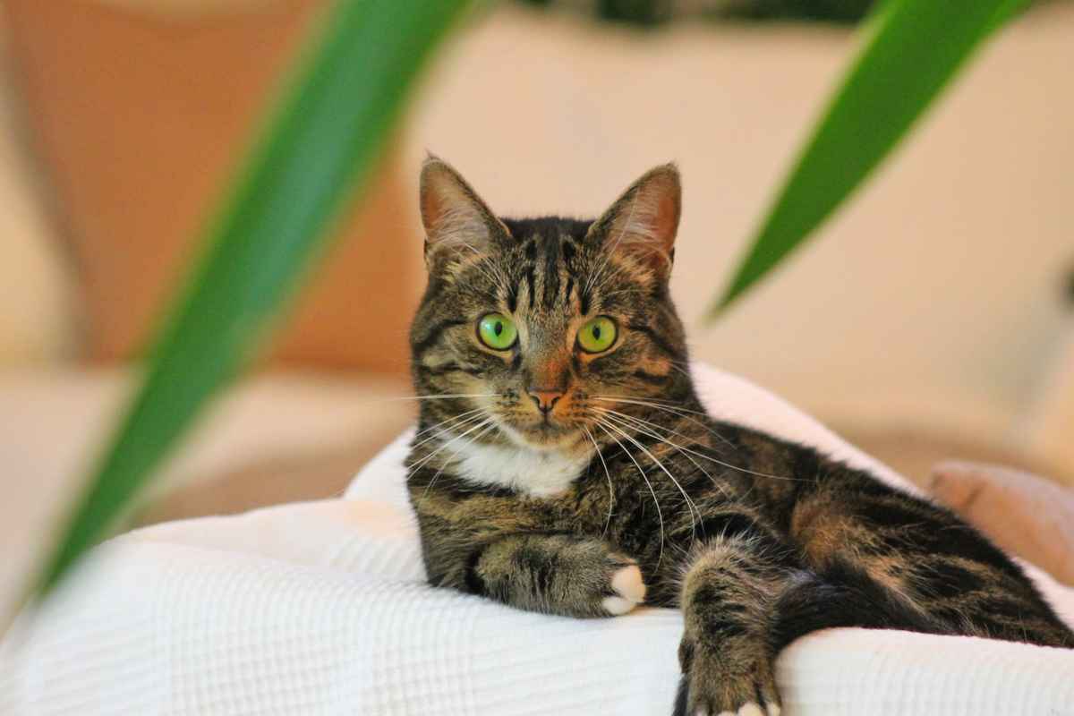 Katze