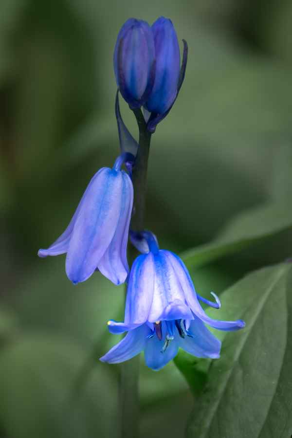 blaue Blumen