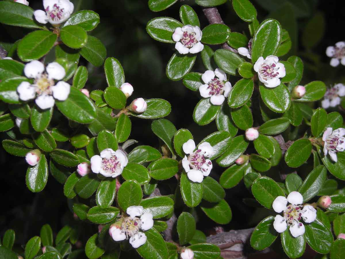 Zwergmispeln (Blüte)