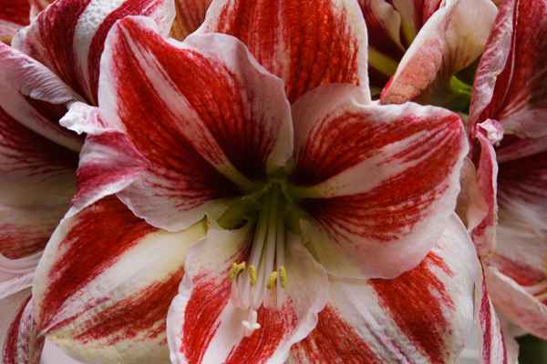 Lilienblüte dynamisch rot-weiss