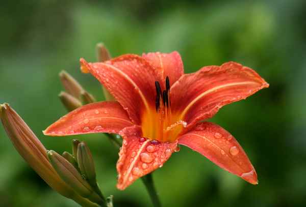 prächtige lilie im regen