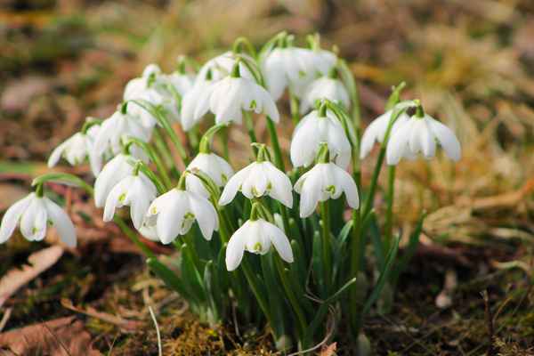Frühling in Muenchen 7
