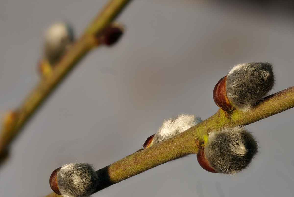 Weidenkätzchenzweige