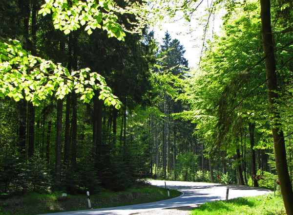 Waldstraße mit Kurve