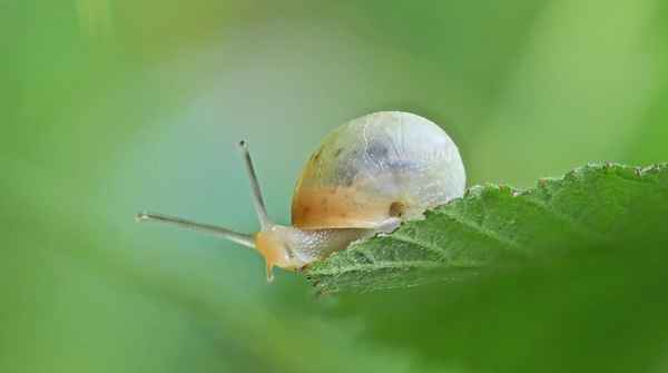 Bänderschnecke auf Morgenausflug