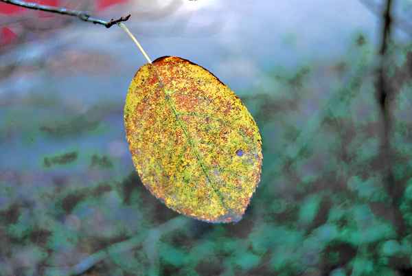 buntes Blatt