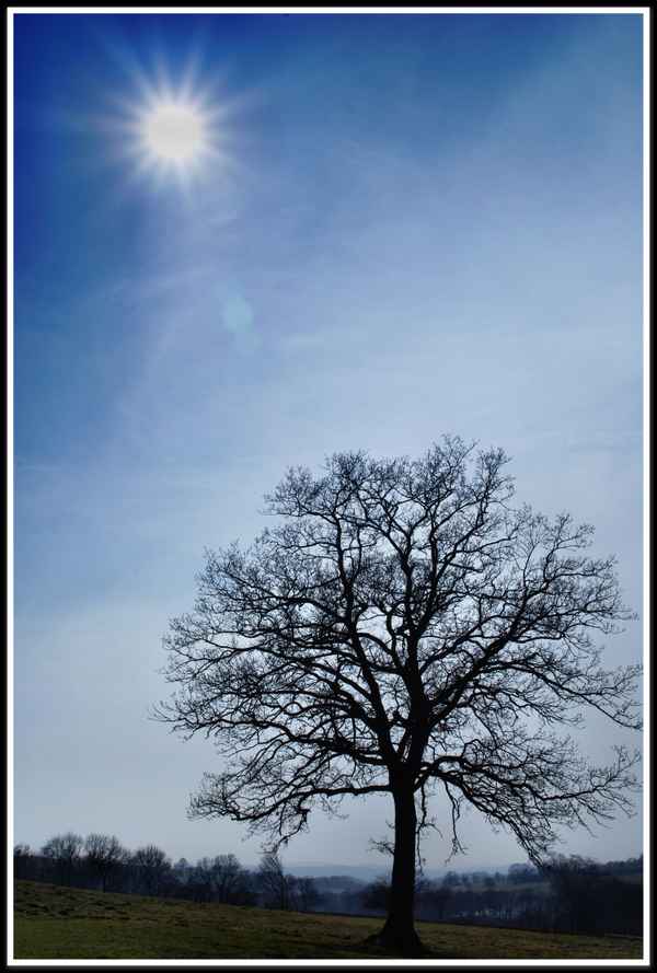 Baum in der Landschaft
