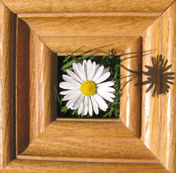 Gänseblümchen
