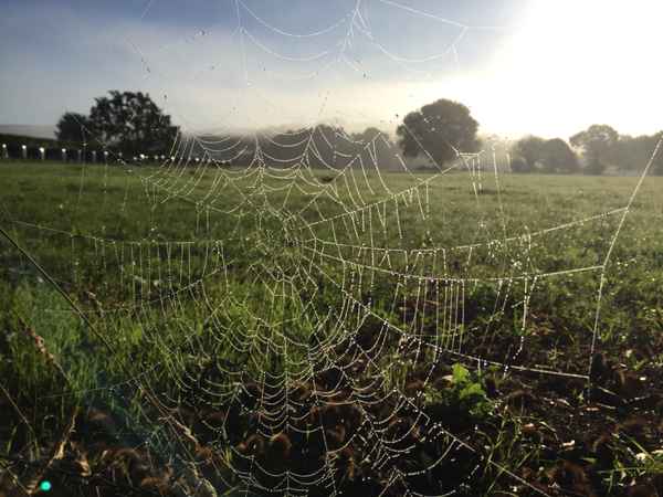 Spinnennetz mit Morgentau