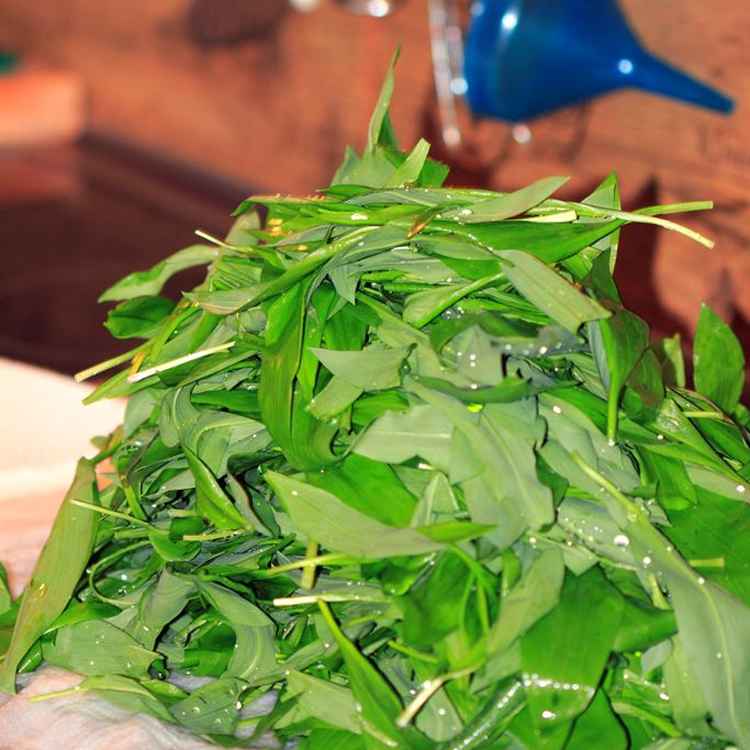 Der Bärlauch ist schon da...