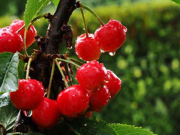 die letzten kirschen