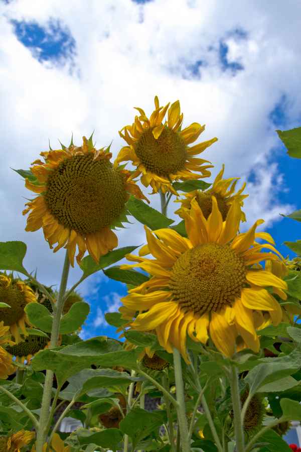 Sonnenblumen