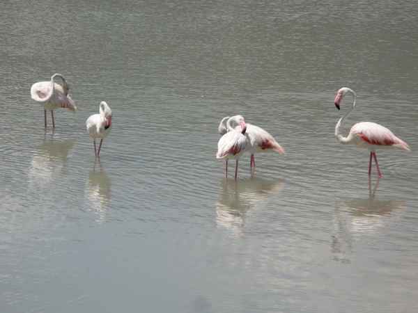 Flamingos in Calpe