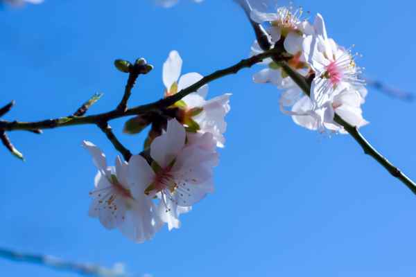 Erste Blüten in der milden Frühlingssonne